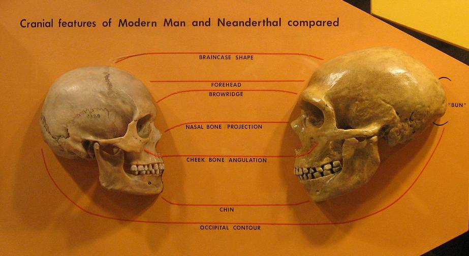  مقارنة بين الإنسان الحديث (يسار) ونياندرتال (يمين) (ويكيبيديا)