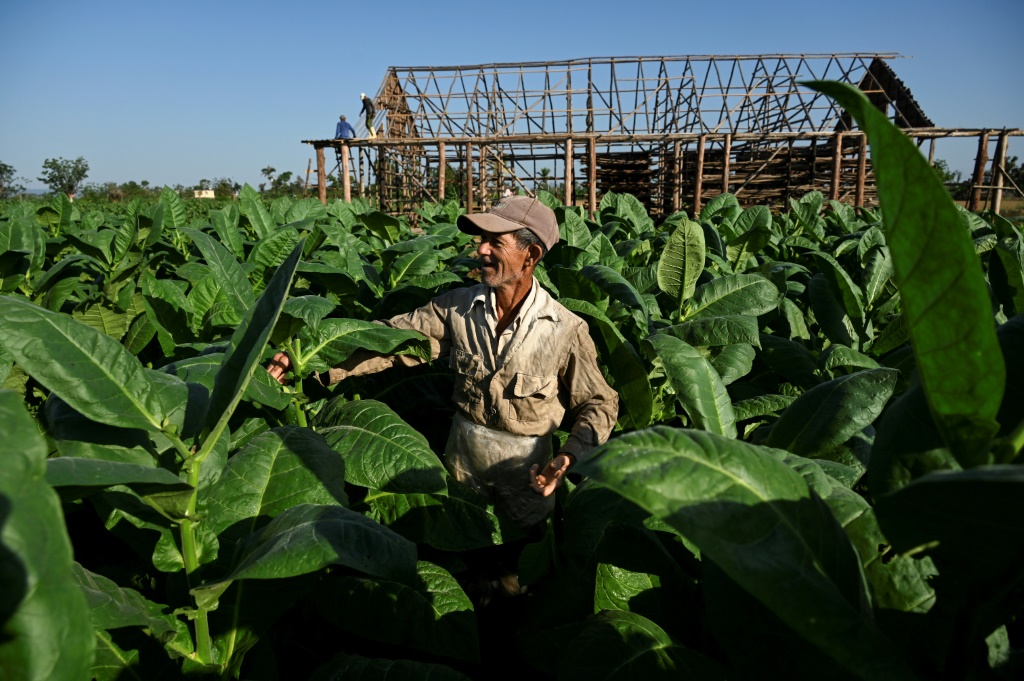 عامل في مزرعة يشارك في إعادة بناء موقع لتجفيف اوراق التبغ دمره الاعصار إيان في سان خوان و مارتينيس في كوبا في 21 شباط/فبراير 2023 (ا ف ب)