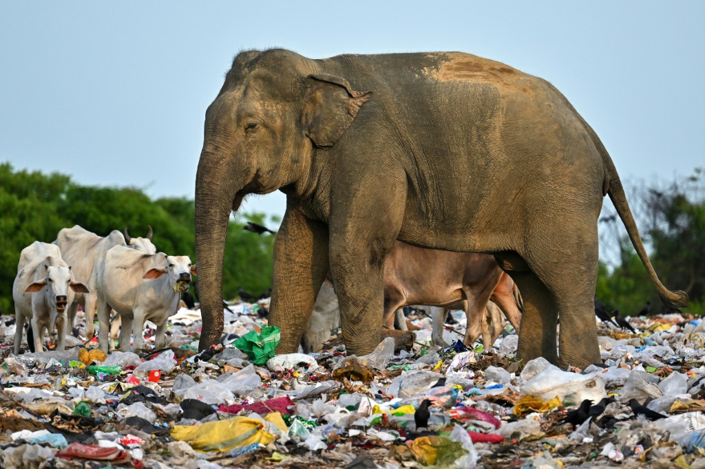 فيل بري يأكل القمامة في مكب للنفايات في منطقة أمبارا السريلانكية في الثالث من حزيران/يونيو 2023 (ا ف ب)