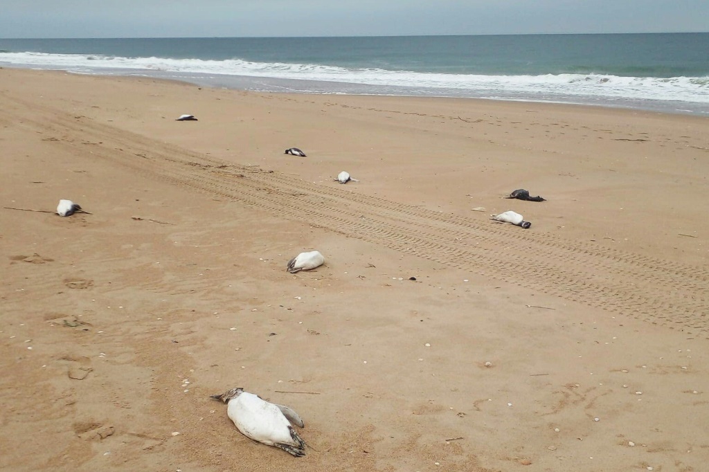 طيور بطريق نافقة على شاطئ خوانيتا في مقاطعة مالدونادو في الأوروغواي في 20 تموز/يوليو 2023 (ا ف ب)