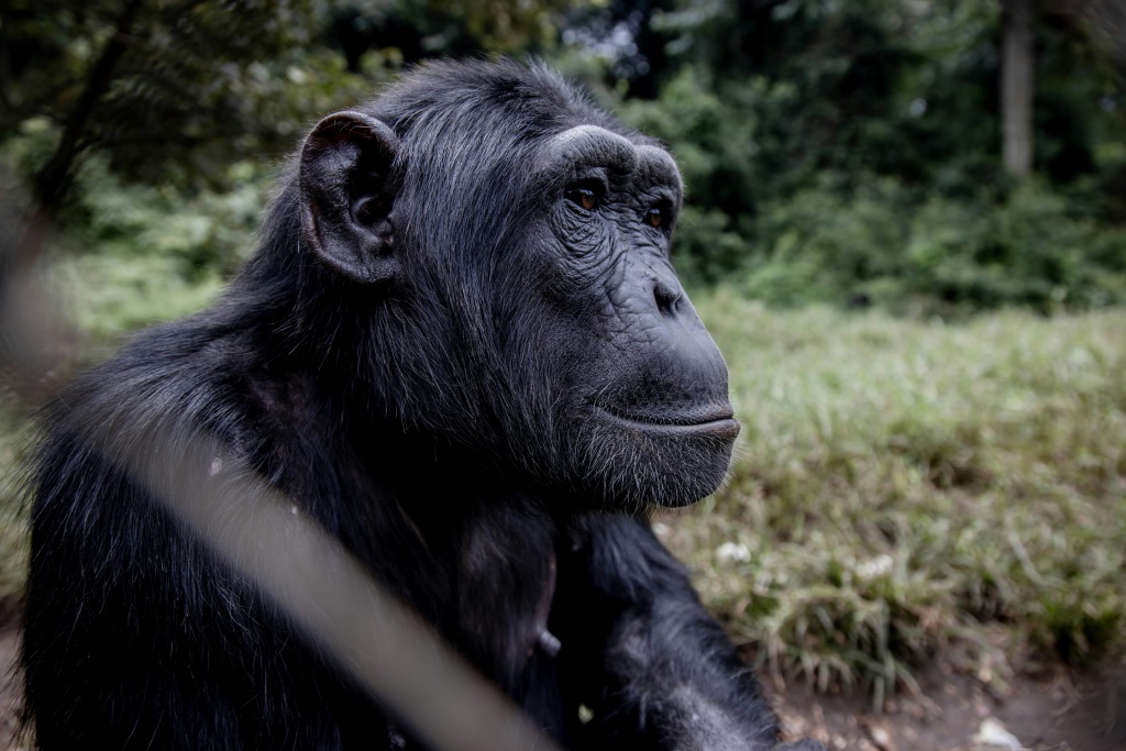 قرد شمبانزي في مركز لويري لتأهيل القردة قرب مدينة بوكافو بجمهورية الكونغو الديموقراطية في 14 شباط/فبراير 2022 (ا ف ب)