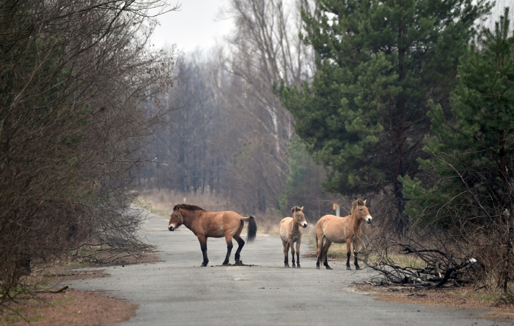 مجموعة من الأحصنة على طريق قرب تشيرنوبيل في 13 نيسان/أبريل 2021 (ا ف ب)