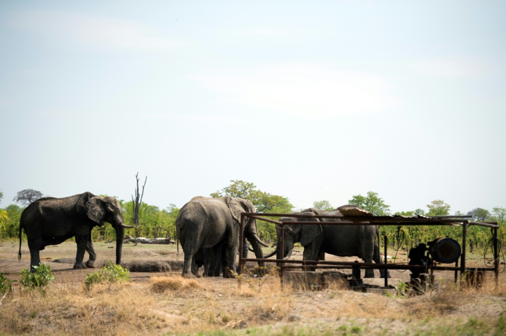 مجموعة من الفيلة في منتزه هوانج الطبيعي في زيمبابوي بتاريخ 18 تشرين الثاني/نوفمبر 2012 (ا ف ب)