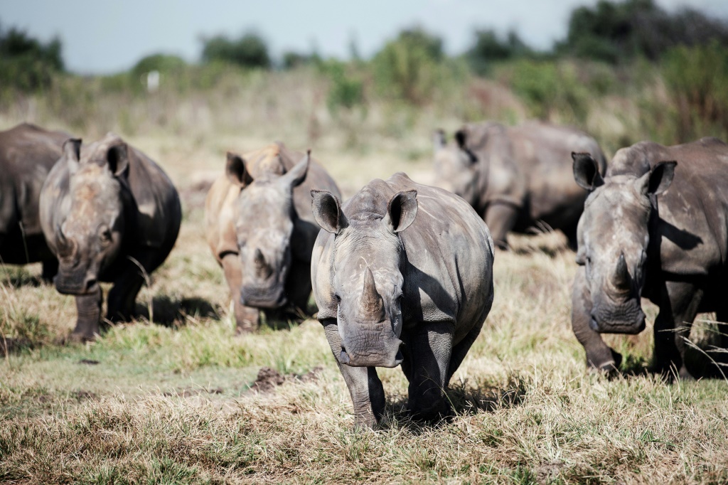 صورة مؤرخة في 2 نيسان/أبريل 2023 لحيوانات وحيد القرن في جنوب افريقيا (أ ف ب)   