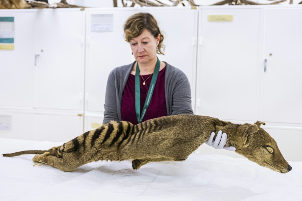 دانييلا كالثوف، المسؤولة عن مجموعة الثدييات في متحف التاريخ الطبيعي في ستوكهولم، تفحص عينة جافة من نمر تسمانيا (أ ف ب)   
