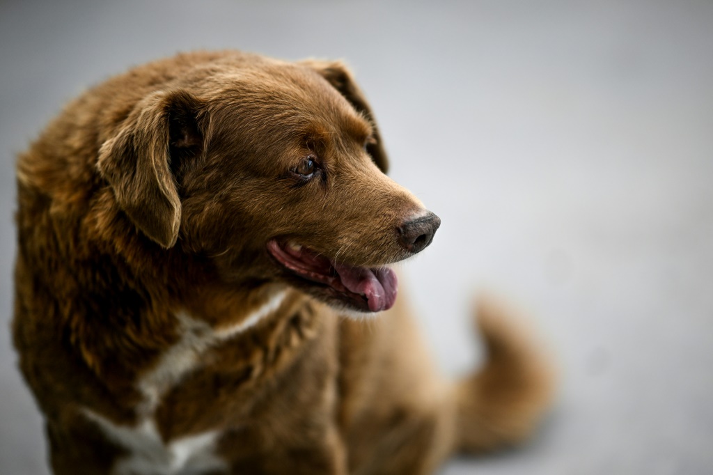 الكلب "بوبي" في قرية كونكيروس البرتغالية بتاريخ 12 شباط/فبراير 2023 (ا ف ب)