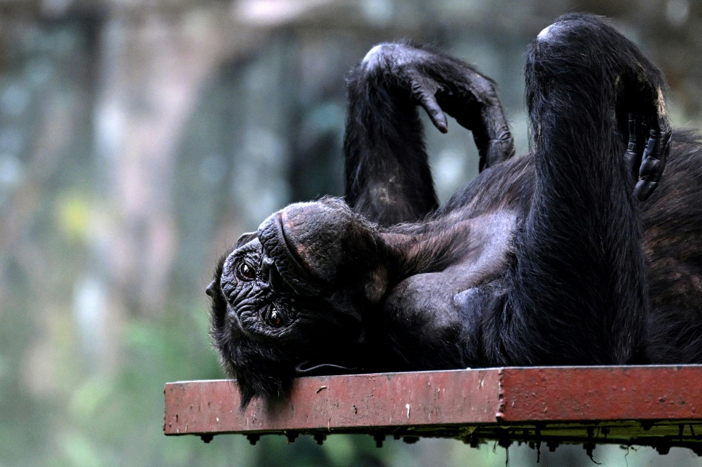 شمبانزي في حديقة الحيوان الوطنية الماليزية في كوالالمبور في 23 آب/أغسطس 2023 (ا ف ب)