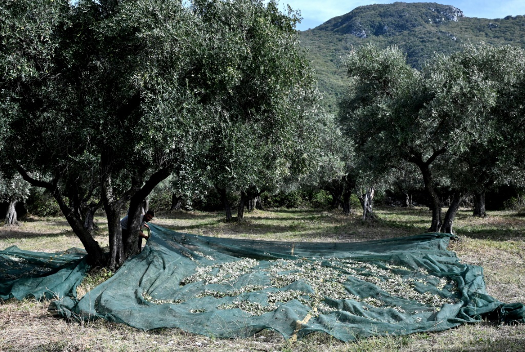 ولم يؤثر خفض الإنتاج على سابينا فحسب، بل على معظم المناطق الوسطى والشمالية من إيطاليا، ثاني أكبر منتج لزيت الزيتون في العالم بعد إسبانيا. (ا ف ب)   