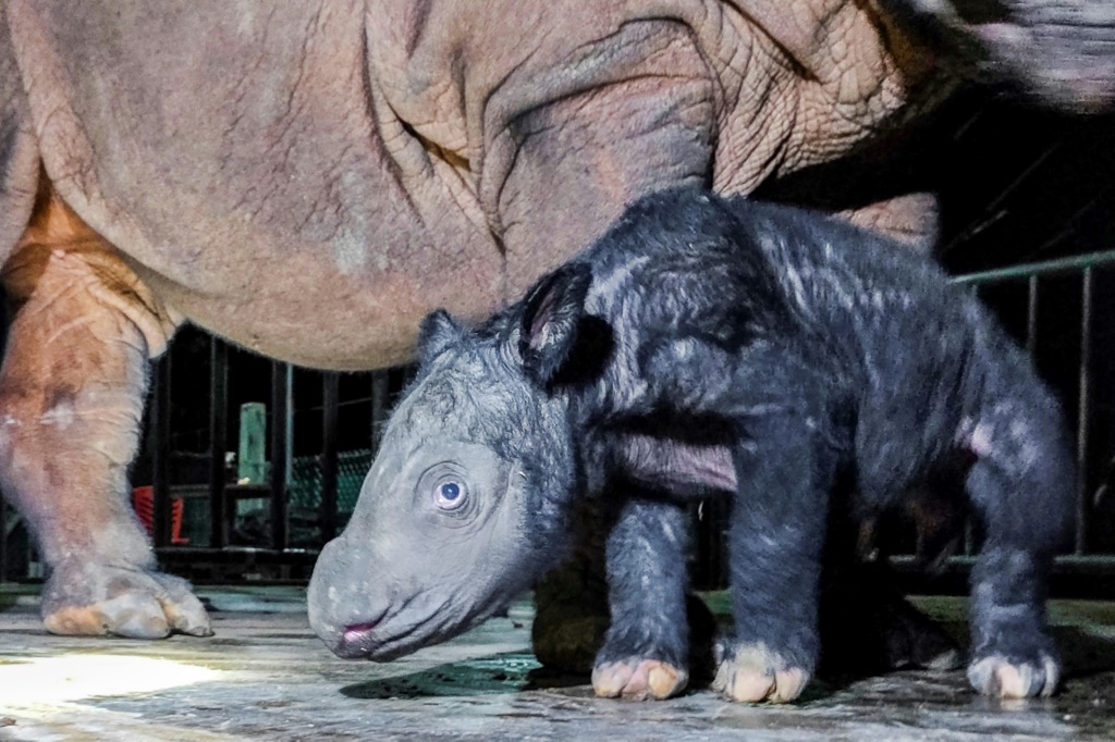 صغير وحيد قرن سومطري وُلد في محمية واي كامباس الإندونيسية بتاريخ 25 تشرين الثاني/نوفمبر 2023 (ا ف ب)