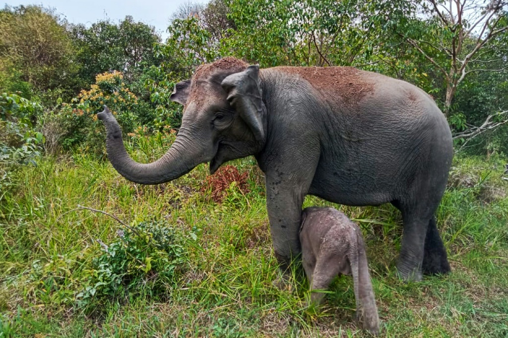 صورة التقطتها ونشرتها وزارة البيئة والغابات الإندونيسية في 28 تشرين الثاني/نوفمبر 2023 لأثثي فيل سومطري مع صغيرها في مخيم "إلفنت ريسبونس" في مارغاهايو بمقاطعة لامبونغ (ا ف ب)