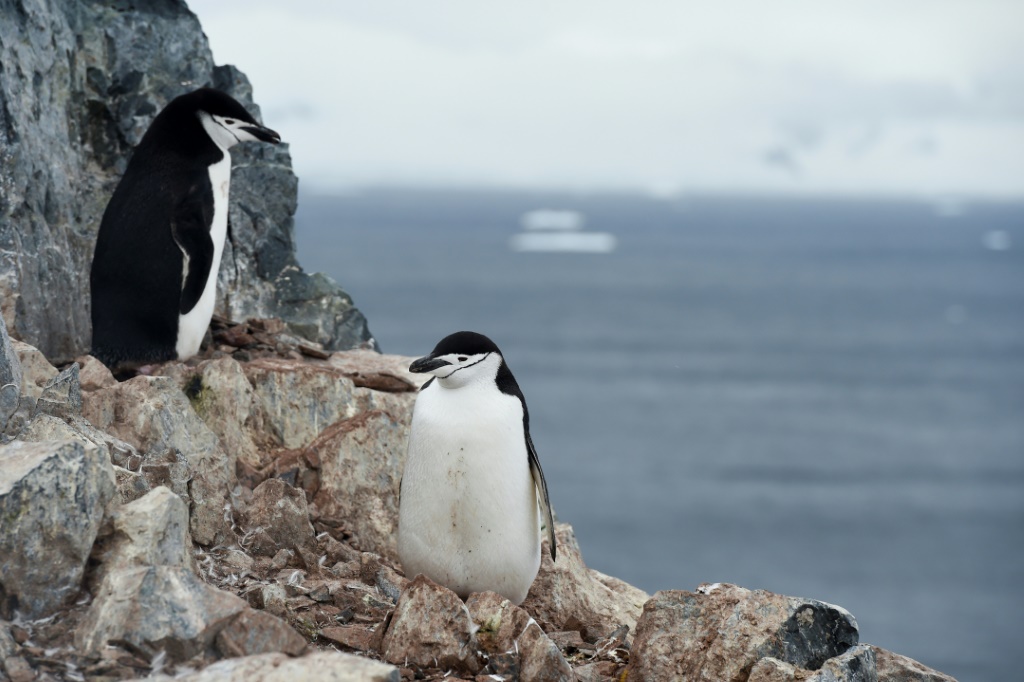    طيور بطريق شريطي الذقن في غرب شبه جزيرة أنتاركتيكا بتاريخ الخامس من آذار/مارس 2016 (أ ف ب)   