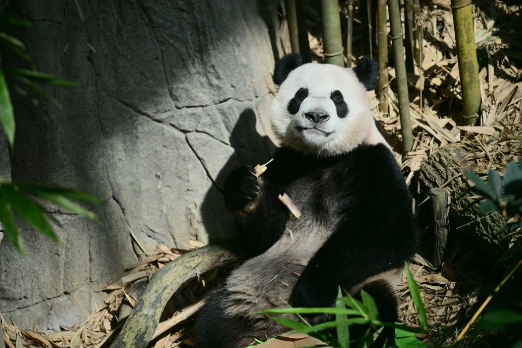 السنغافوريون يودعون شبل الباندا البالغ من العمر عامين (ا ف ب)