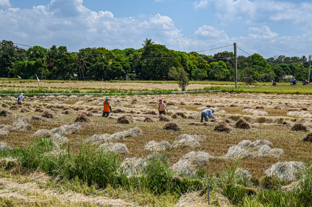 مزارعون يعملون في حقل أرز في بولاكان بالفلبين (ا ف ب)