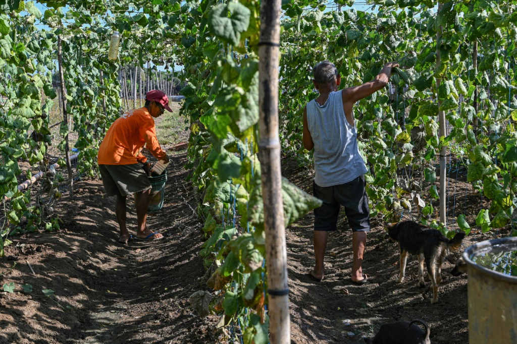    يستخدم المزارع الفلبيني دانييل فيلاسكو (يسار) المياه الثمينة لمساعدة محاصيله المتضررة من الجفاف، لكنه يخشى أن يجف بئره إذا لم تهطل الأمطار قريبًا (أ ف ب)   