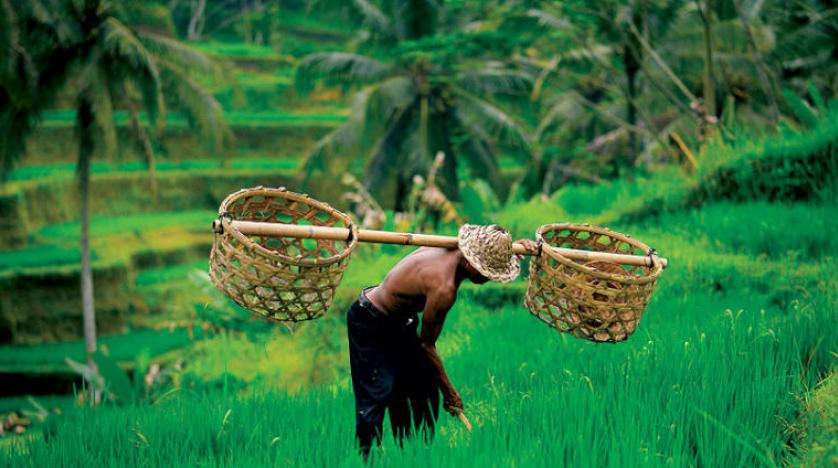 تشتهر إندونيسيا بزراعة الأرز والقرنفل