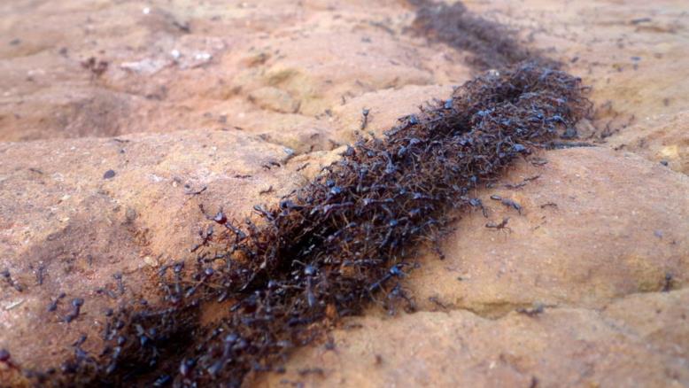 النمل يتجاوب على الفور مع زيادة الكثافة بتعديل سرعته بصورة جماعية