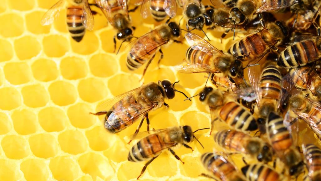 فوائد العسل متعددة