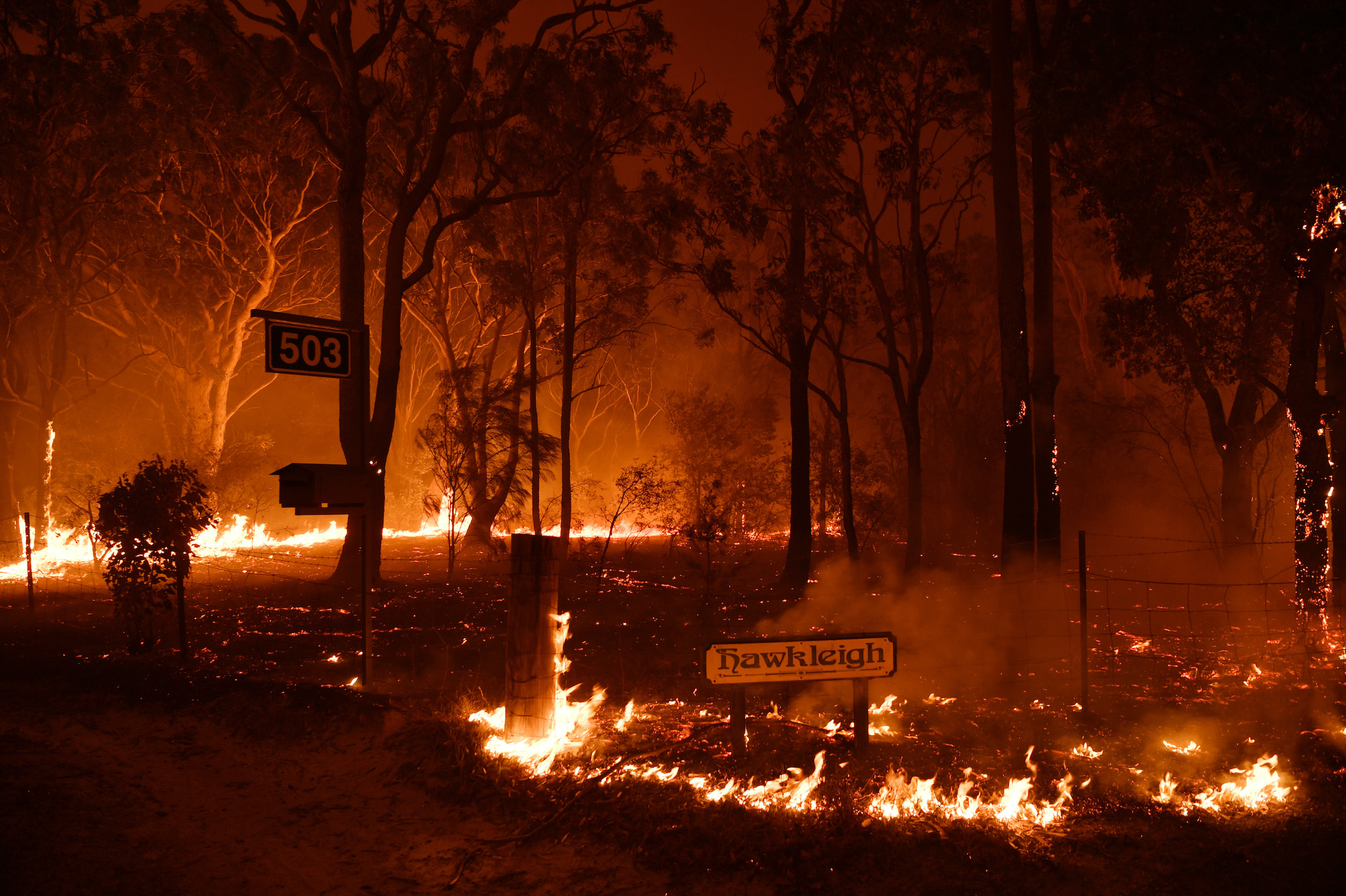 قصة حرائق الغابات الأسترالية التي قتلت 480 مليون حيوان شبكة