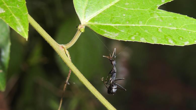 درجة الحرارة قد ترتفع نتيجة الزيادة في كمية الحشرات التي تتناولها النباتات (ويكيميديا كومونز) 