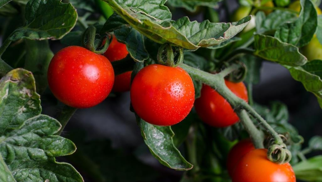 سيقان وأوراق الطماطم تحتوي على سموم قلوية (بيكسابي)