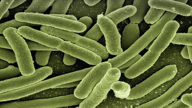 البكتيريا كائنات حية دقيقة وحيدة الخلية 
