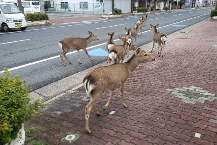 غزلان تجوب الشوارع في اليابان