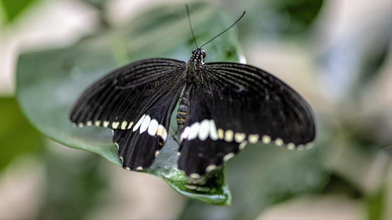 الفراشات التي تتميز بأكثر درجات اللون الأسود قتامة تمتلك أخاديد حادة في أجنحتها (بيكساباي)