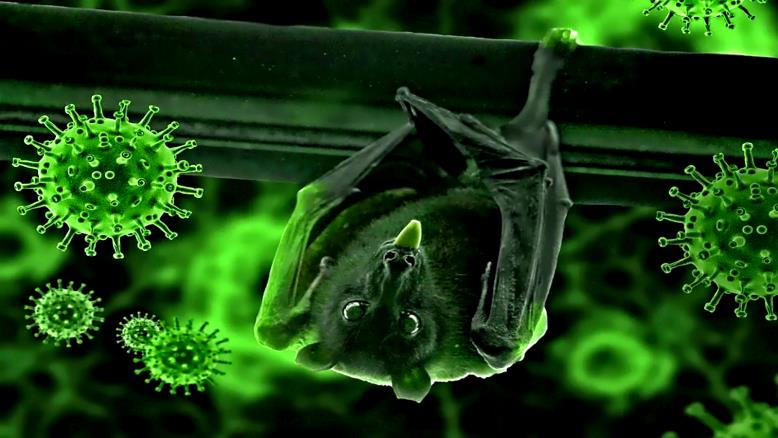 ادعت دراسات سابقة أن فيروس كورونا انتقل إلى البشر عن طريق العديد من الحيوانات المضيفة مثل الخفافيش والثعابين وآكل النمل الحرشفي (بيكسابي)