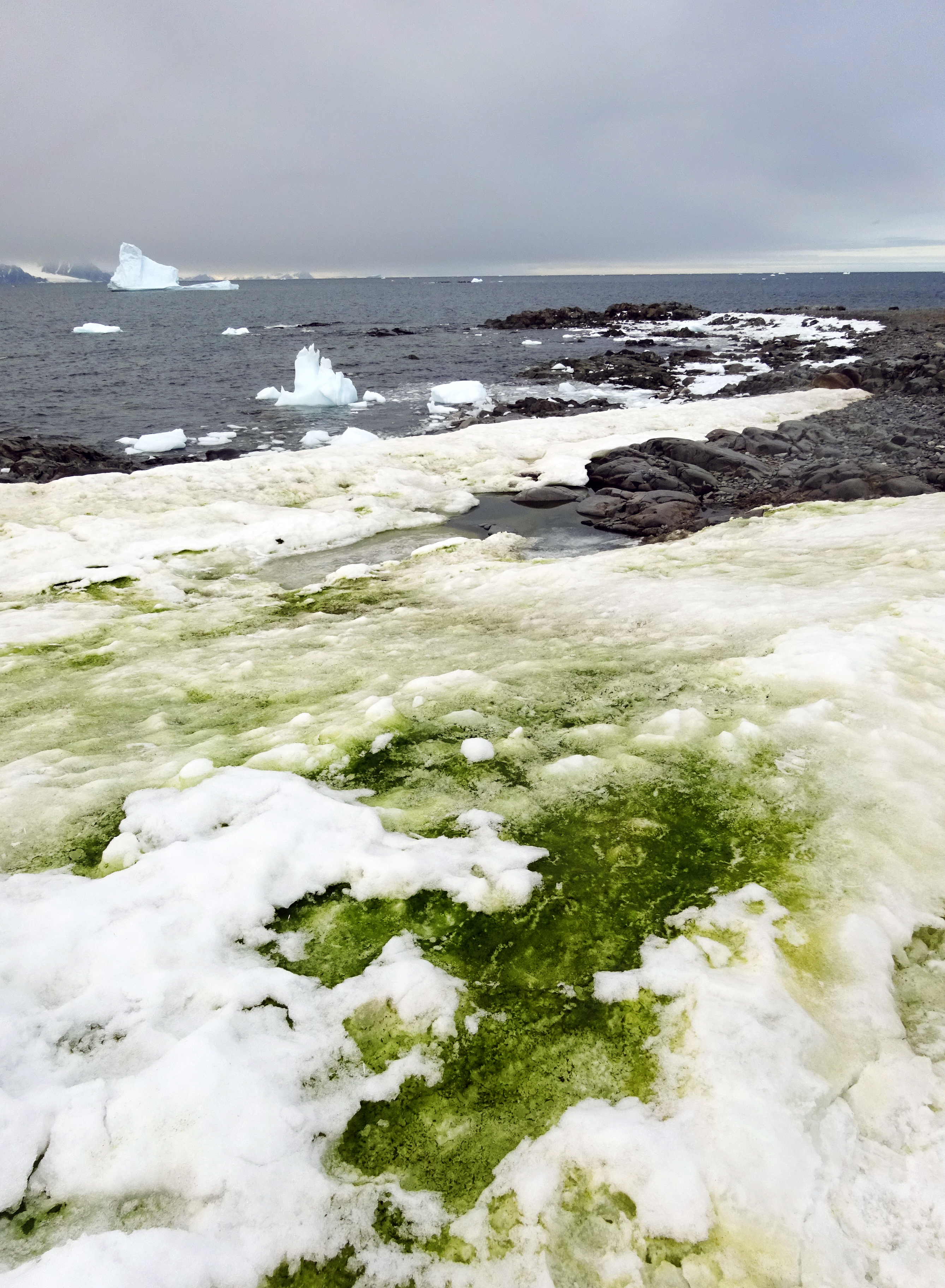 "ثلج أخضر" في إحدى مناطق شبه جزيرة أنتاركتيكا