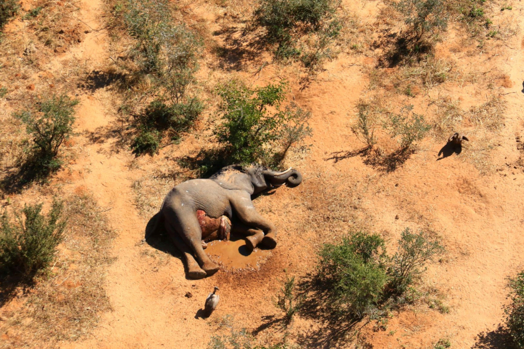 موت جماعي غامض لأكثر من 350 فيلاً في إفريقيا