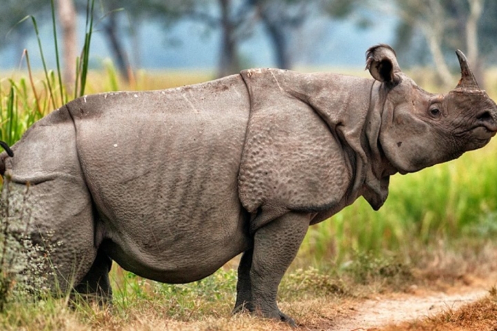 Socail Media/ وحيد القرن الجاوي
