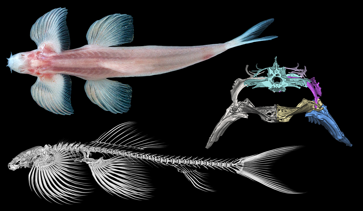 الأسماك القادرة على المشي لديها هيكل عظمي متشابه