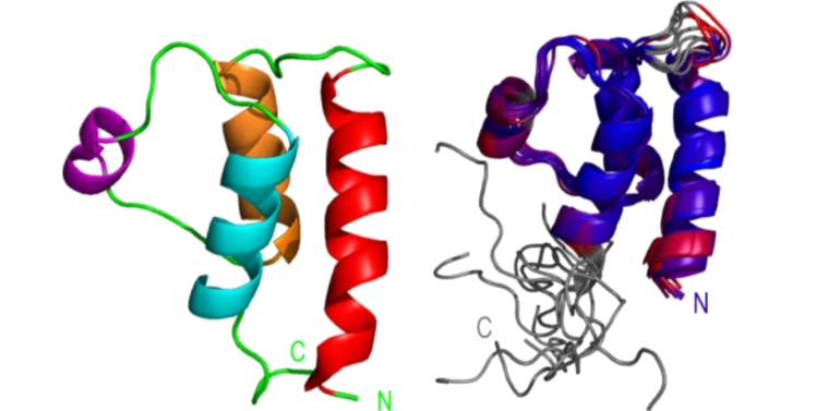  الباحثون حصلوا على البنى الجزيئية لهذه البروتينات باستخدام علم البلورات بالأشعة السينية والرنين المغناطيسي النووي "إن إم آر" 