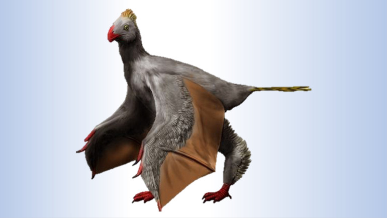 أجنحة ديناصور "يي" الغشائية والانسيابية مكنتها من الانزلاق (نوبو تامورا-ويكيبيديا)