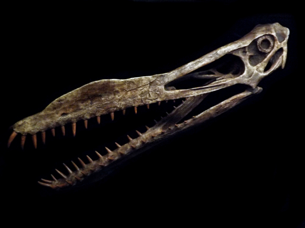جمجمة تيروصور / IStock