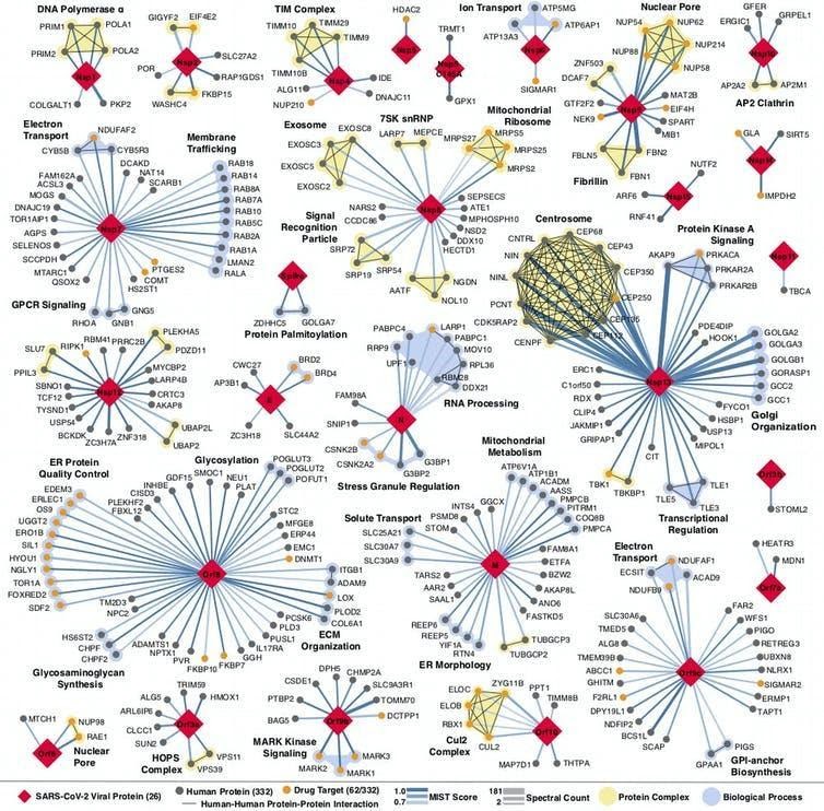 رسم توضيحي: كل مكان يتفاعل فيه بروتين فيروس كورونا مع بروتين بشري هو موقع محتمل لعمل الأدوية – المصدر: QBI Coronavirus Research Group, CC BY-ND
