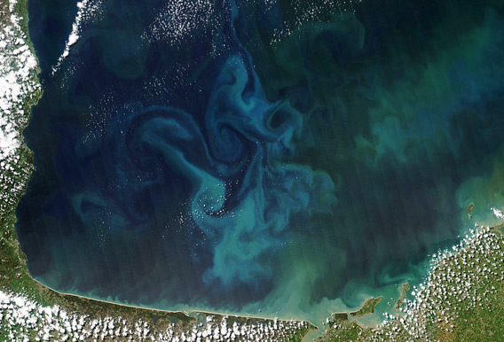    العوالق النباتية هي رئتا البحر، فواحد من كل نفَسين نأخذهما من الأكسجين يأتي من العوالق 