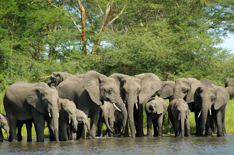 الإناث في قطيع الفيلة يشكلن روابط وثيقة، ويتعاون لتربية صغارهن