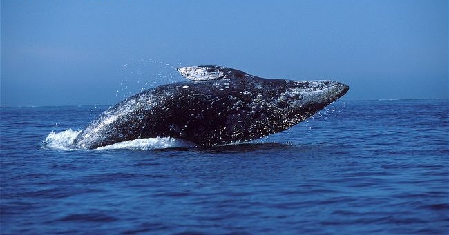 العديد من أنواع الحيتان يسافر في مجموعات عائلية تضم كلا من الجدات والأحفاد