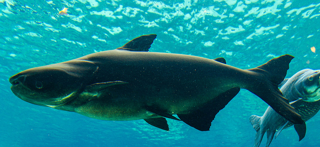 سمك السلور العملاق هو أكبر أنواع الأسماك التي تعيش فقط في المياه العذبة 