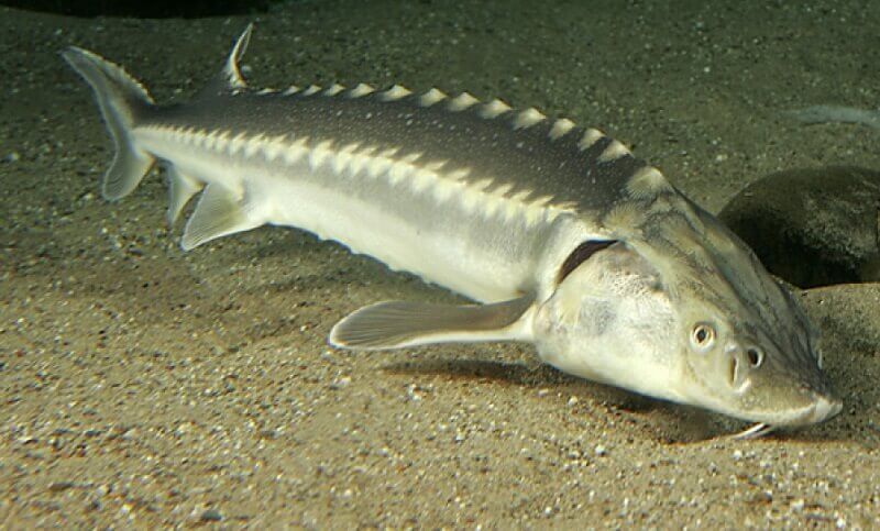 سمك الحفش بيلوجا مهدد بالانقراض بينما يتميز الحفش الأبيض بأعداد مستقرة