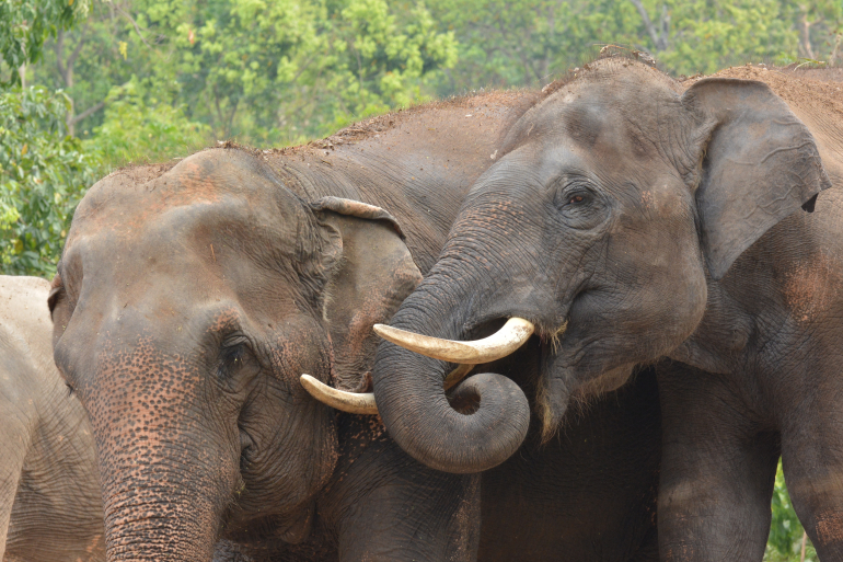 يحاول العلماء فهم سلوكيات الإيثار لدى الأفيال