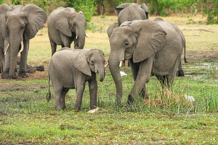 المتعلمون الصوتيون يميلون إلى أن يكونوا بالقرب من قمة السلسلة الغذائية مثل الأفيال