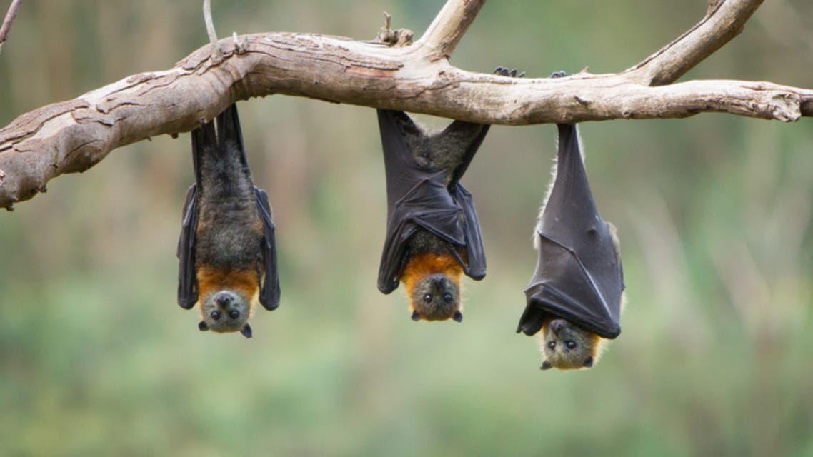 بعض المتعلمين الصوتيين ينطقون في نطاق الموجات فوق الصوتية مثل الخفافيش