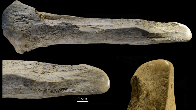 ليسوار هي عظام طويلة ناعمة في أحد طرفيها تم العثور عليها في الموقع
