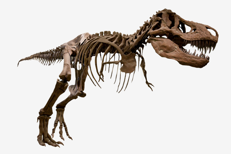    مات آخر ديناصور مع نهاية العصر الطباشيري قبل أكثر من 65 مليون سنة