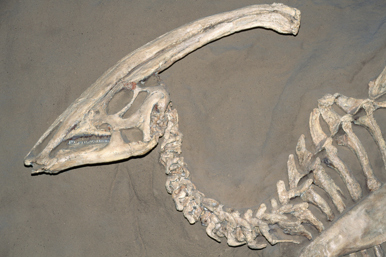 الحفريات هي بقايا "الأجزاء الصلبة" من الديناصور مثل عظامه وأسنانه وجمجمته