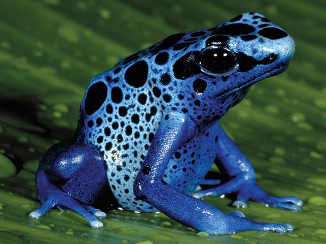 يأتي اللون الأزرق في الضفادع السامة الزاهية بمثابة تحذير للحيوانات المفترسة