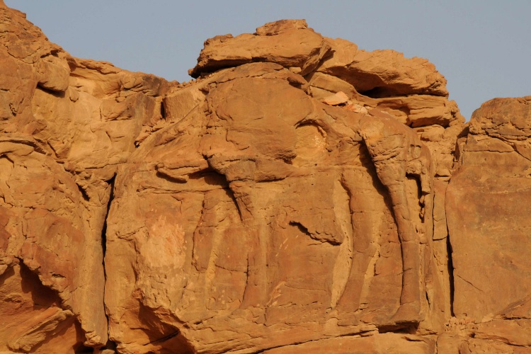 منحوتات جمال نُقشت في ثلاثة نتوءات صخرية في صحراء الجوف تعود إلى 7 آلاف سنة