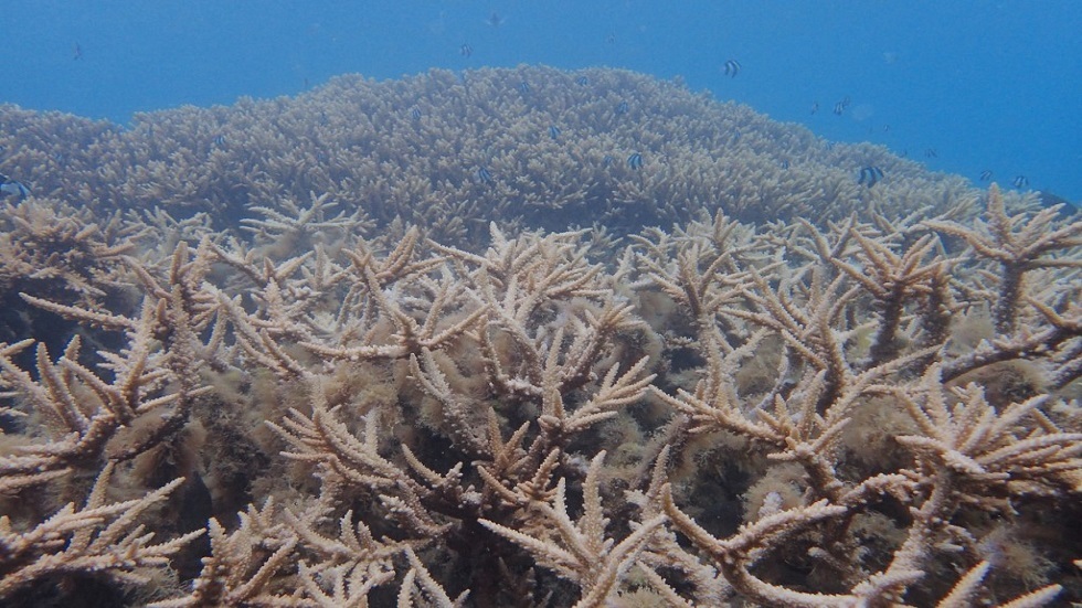 اكتشاف مستعمرة مرجانية ضخمة جنوب جزيرة الوقادي بالسعودية